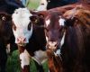 Survey launched to help set new goals for Australian Beef Sustainability Framework