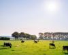 Beef Industry Leads the Way in Sustainability