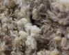 Over 2,500 bales of high-quality Tasmanian wool heads to Melbourne Sale