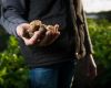 Tasmanian potato industry, the review of the IRA