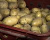 The Conditional Exemption to import potatoes from South Australia