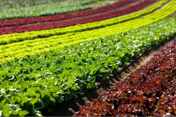 Veggieslettuce