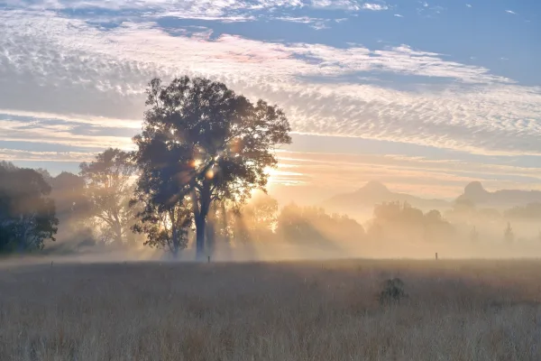 Tree in field sunrise