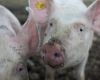 Changes to feeding pigs under Animal Health Act 1995 Section 53