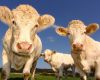 Nominations are now open for the Cattle Council Australia (CCA) Board Candidates