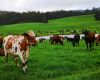 Nominations for Dairy Australia Board
