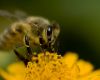 Bee-friendly tree grants deadline extended
