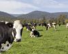 TFGA will hold a Dairy Council Discussion Forum - 27th July 2022