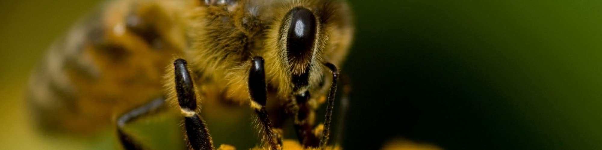 Bee big pic