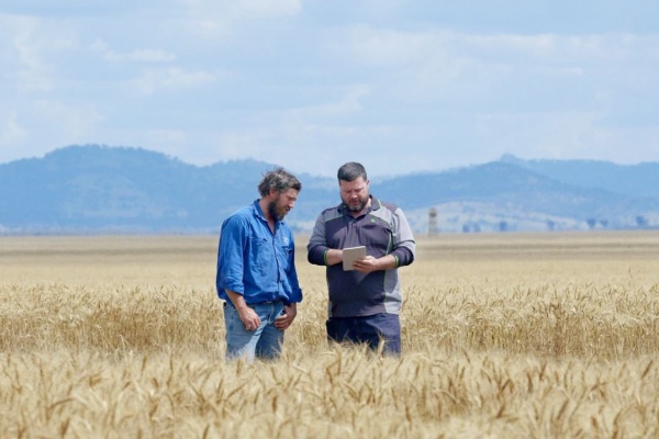 Image of farmer in wheat crop with Telstra tech