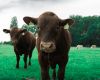 ABSF Annual Update to reveal new sustainability goals for the beef industry