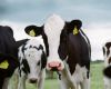 Dairy Focused on long-term sustainability
