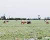 Cattle Australia Modernises Climate Policy
