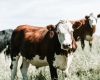 UK Trade Deal - Aussie Beef Back on the Menu