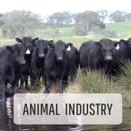Tfga Animal Industry
