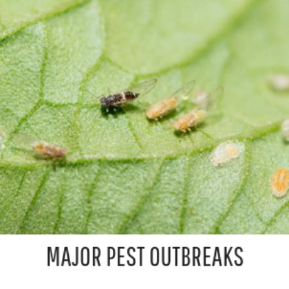 Tfga Fast Fact Major Pest Outbreaks